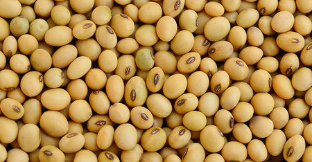 Soy Beans